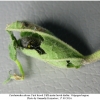 carch alceae larva5 volg11